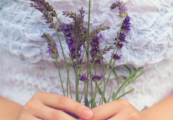Healing Power of Lavender